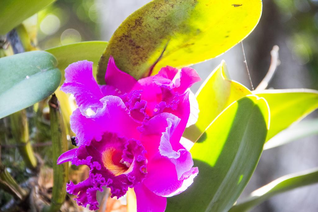 Pousada Da Mata Iriri Exteriér fotografie