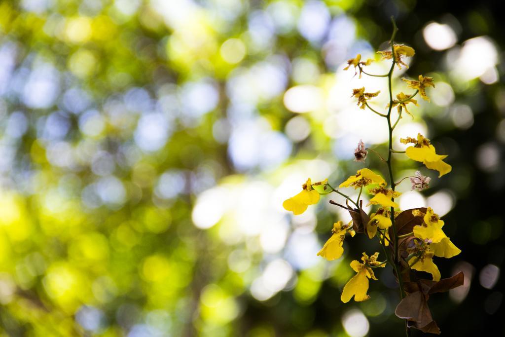 Pousada Da Mata Iriri Exteriér fotografie