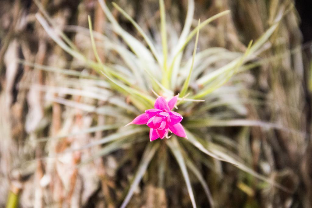 Pousada Da Mata Iriri Exteriér fotografie