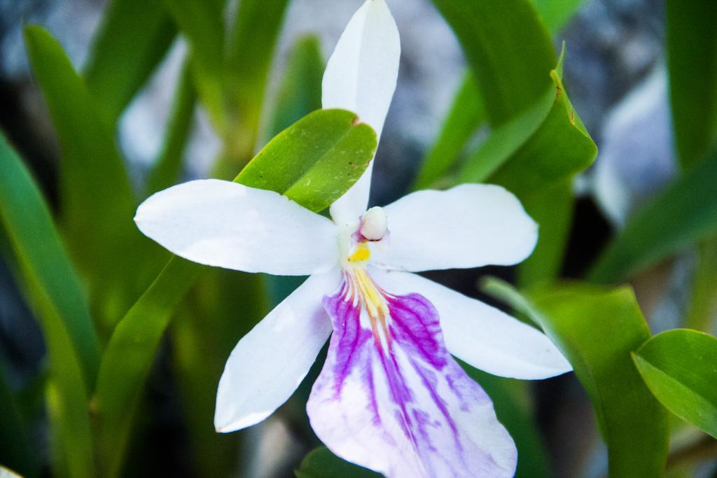 Pousada Da Mata Iriri Exteriér fotografie